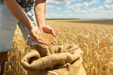 Children's hands sprinkle wheat grains. Golden seeds in the palms of a person. Wheat grains in children's hands on the background with a bag of grain. Small depth of field. - obrazy, fototapety, plakaty