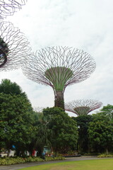Fototapeta na wymiar Gardens by the bay ガーデンズバイザベイ シンガポール singapore