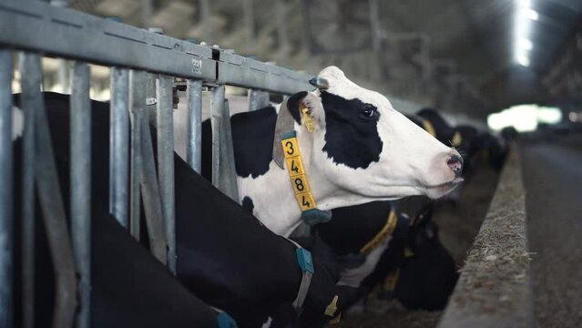 Cattle herd eating hay from feedlot looking around barn. Healthy cows eating.