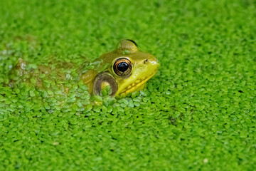 Cute green frog in algae