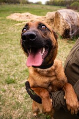 intresting belgian malinois