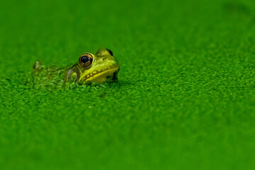 Cute green frog in algae