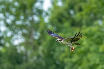 Flying Osprey with fish against a green background