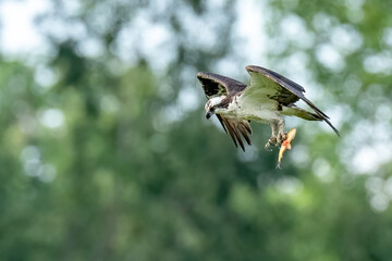 Flying Osprey with fish against a green background