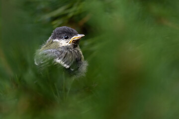 Great Tit chick on a tree at summer