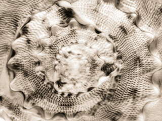 Black and white macro shot of a sea shell as an abstract texture background. 