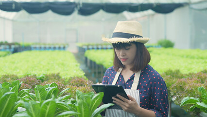 Fototapeta premium agriculture concept of 4k Resolution. A worker is checking the growth of vegetables in the garden. Gardener's Productivity Evaluation.