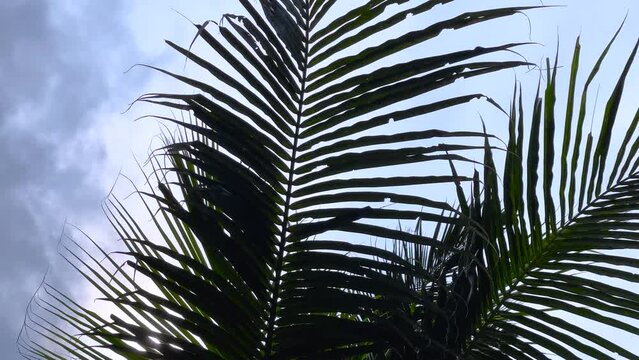 Bottom view of wind swaying palm leaves against blue sky, tropical background 4k video