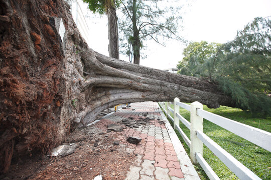 Roof Of The Collapsed Big Tree In The City