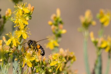Abeja europea recolectando miel de hipérico