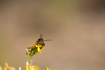 Abeja europea recolectando miel de hipérico con bonito bokeh