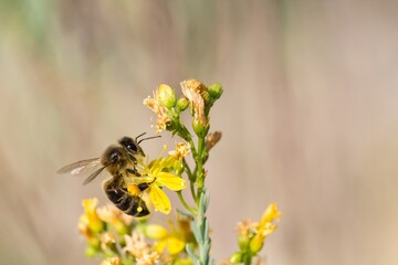 Apis mellifera en planta de Hipérico