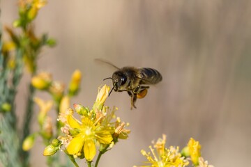 Abeja volando hacia flor de Hipérico