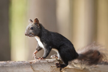 Eichhörnchen © MerkAngela.WH