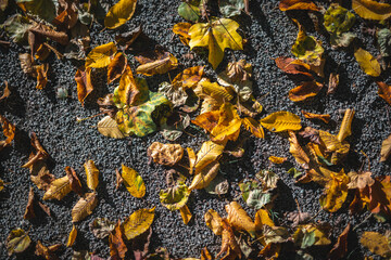 colorful leaves of autumn season