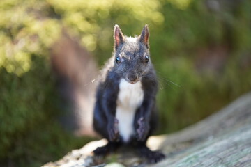 Eichhörnchen © MerkAngela.WH