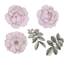 Flowers and leaves of a rose isolated on a white background, painted in watercolor. Stock illustration with flowers
