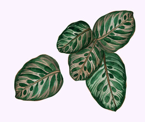 Calathea plant isolated on white background painted in watercolor. Stock illustration with tropical leaves - 518774221