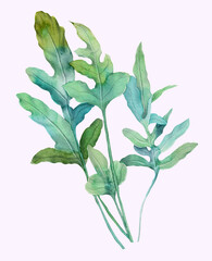 Fern Phlebodium Blue Star isolated on white background painted in watercolor. Stock illustration with tropical plant