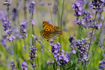 Silver-washed Fritillary butterfly (Argynnis paphia) sitting on lavender in Zurich, Switzerland