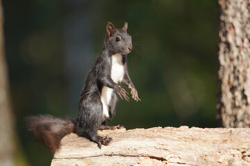 Eichhörnchen © MerkAngela.WH