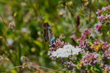 White admiral (Limenitis camilla) butterfly with closed wings sitting on light pink flower in Zurich, Switzerland