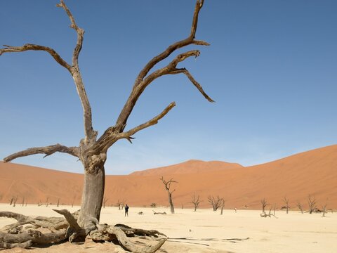 Dead dry trees in the Namibian desert in Africa surrounded by sand dunes and blue sky concept wallpaper copy space