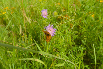 Knautia avensis. Lilac field flower, it has an orange butterfly close-up