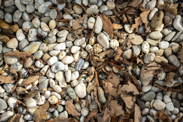 colorful leaves of autumn season
