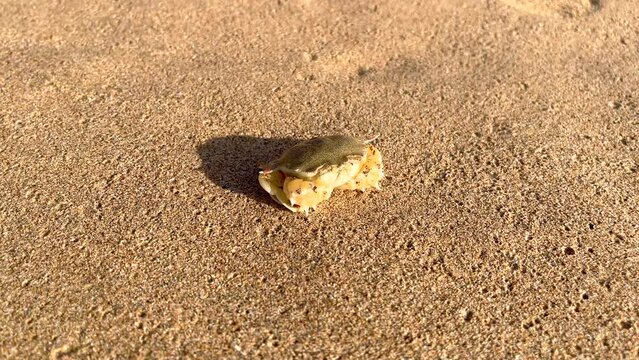 Small crab on sand on ocean shore blows bubbles out of water. Close-up of a small crab sitting on the sand on a sunny day