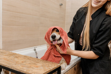 Professional skilled groomer carefully wiping with a towel after bathing funny Welsh Corgi Pembroke dog in bath, before grooming procedure