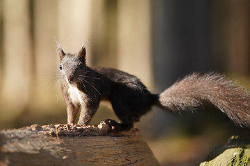 Eichhörnchen © MerkAngela.WH