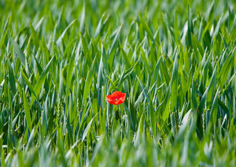Lonely Poppy