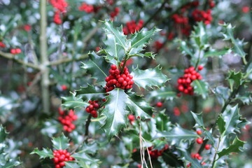 red berries of a holly