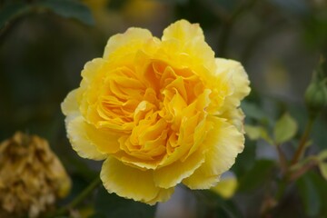 yellow rose flower