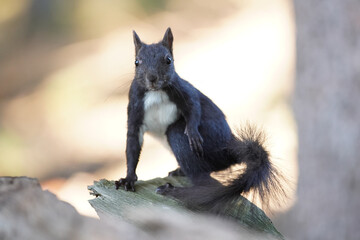 Eichhörnchen © MerkAngela.WH