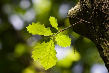 Oak Leaves