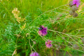 Knautia avensis. Lilac field flower, on it about a butterfly close-up