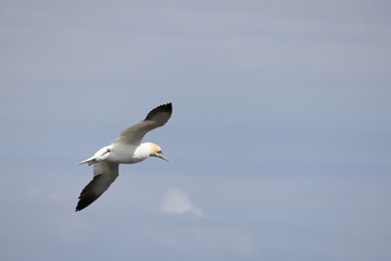 Fototapeta na wymiar Gannets, Morus bassanus, in flight at Bempton Cliffs in Yorkshire