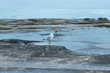 Sunset over the sea in Dee why - NSW
