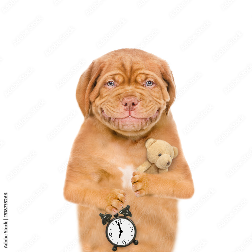 Poster smiling mastiff puppy wearing mask for sleep hugs favorite toy bear and shows alarm clock. isolated 