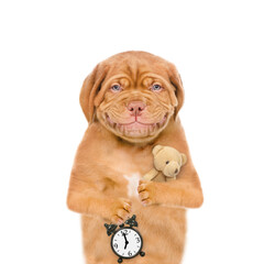 Obraz premium Smiling Mastiff puppy wearing mask for sleep hugs favorite toy bear and shows alarm clock. isolated on white background