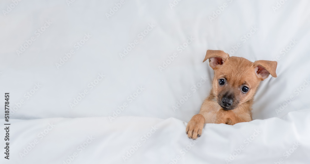 Poster Cozy Toy terrier puppy lying under white blanket on a bed at home before bedtime. Top down view. Empty space for text