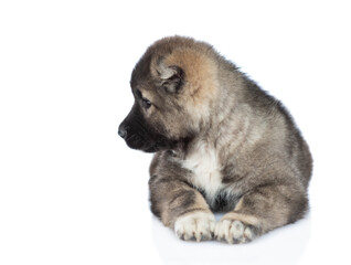 Caucasian shepherd dog puppy lying and looking away. Isolated on white background