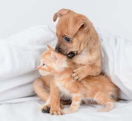 Playful Toy terrier puppy bites ginger kitten under white warm blanket on a bed at home