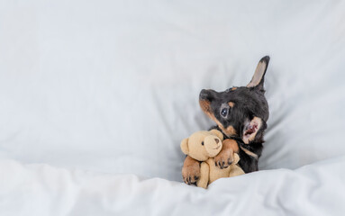 Cute Toy terrier puppy hugs toy bear under white blanket on a bed at home. Top down view. Empty...