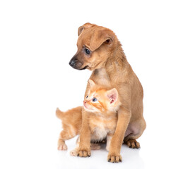 Obraz premium Tiny toy terrier puppy hugs ginger tabby kitten. Pet sit together and look away. isolated on white background