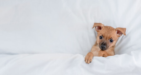 Cozy Toy terrier puppy lying under white blanket on a bed at home before bedtime. Top down view. Empty space for text