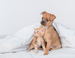 Toy terrier puppy and tabby kitten sit together under white warm blanket on a bed at home