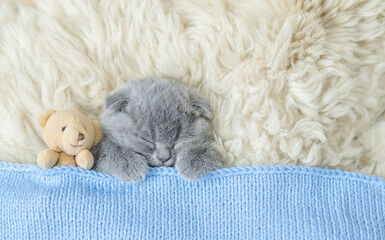 Cozy tiny kitten sleeps with favorite toy bear under warm  blanket on a bed at home. Top down view....